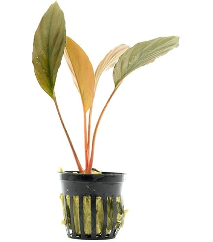 Amazon.com : SubstrateSource Live Plants - Homalomena sp. 'Sekadau